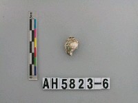 藏品(海捲科類)的圖片